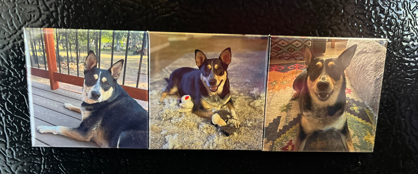 Set of 3 personalized magnets on a fridge showing different photos of a dog
