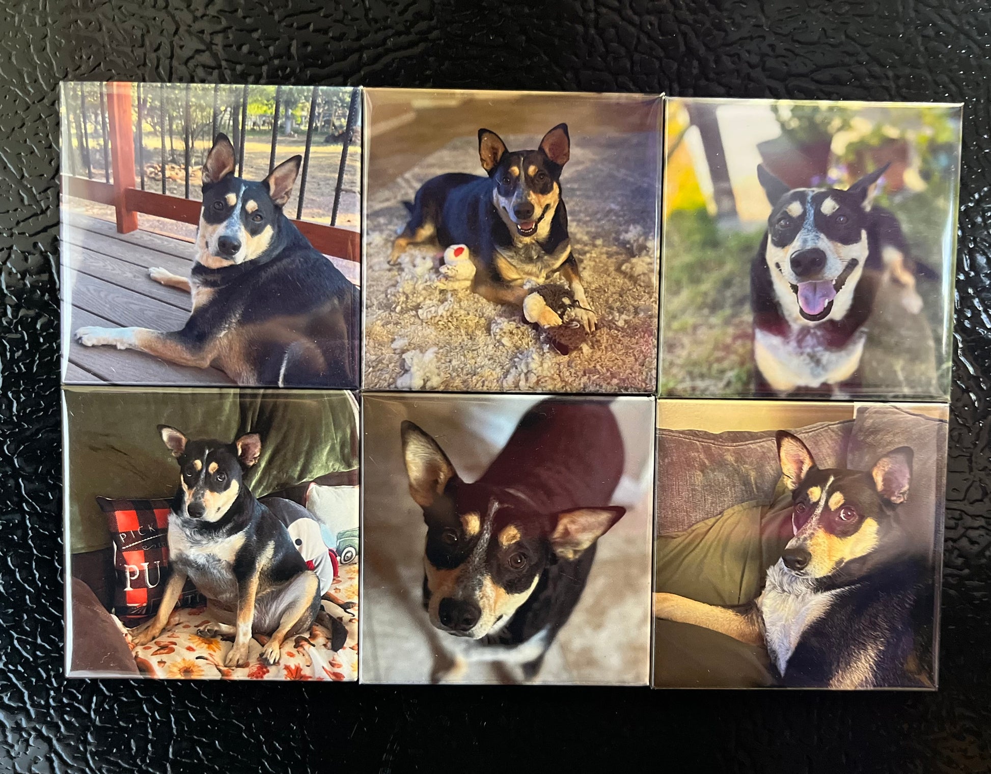 Set of 6 custom photo magnets on a fridge displaying different photos of a dog
