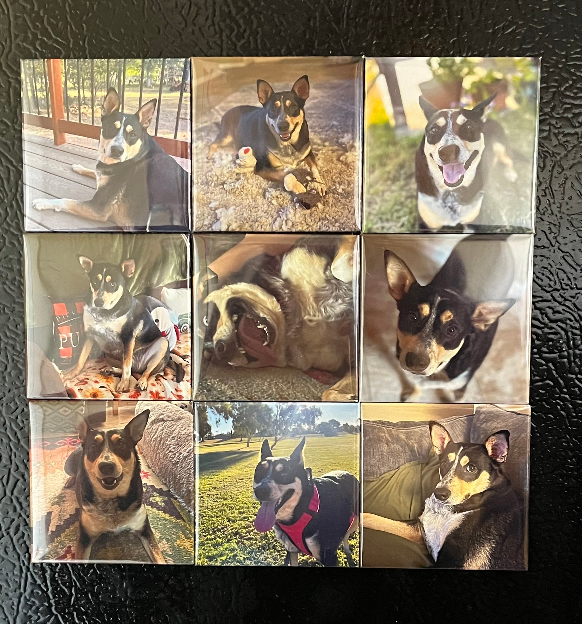 Set of 9 handmade photo magnets on a refrigerator featuring a dog
